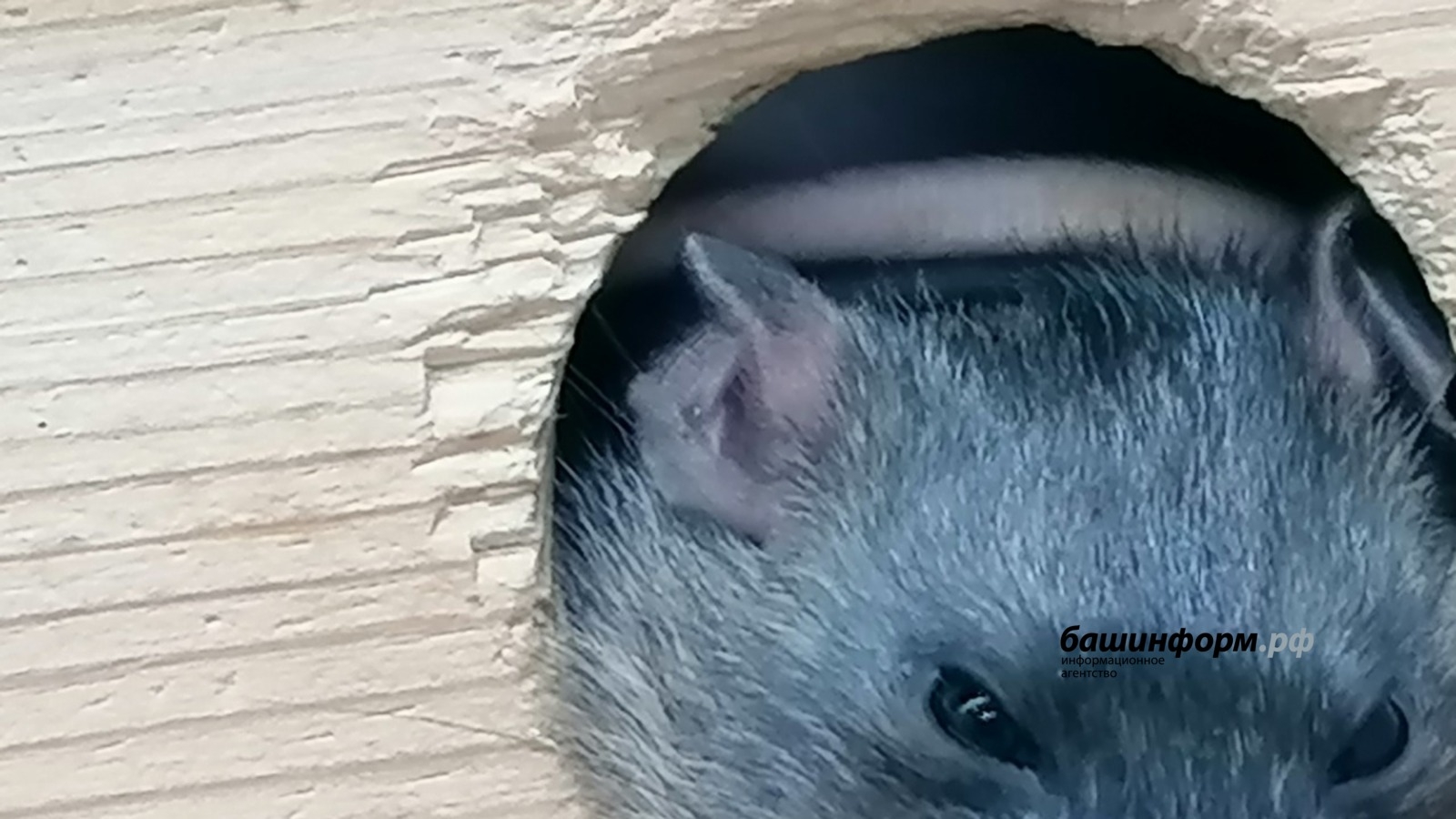 Республикала сысҡан биҙгәге менән ауырыусылар арта