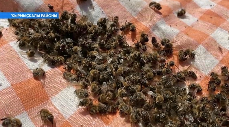 Ҡырмыҫҡалы районында бал ҡорттары күпләп һәләк була