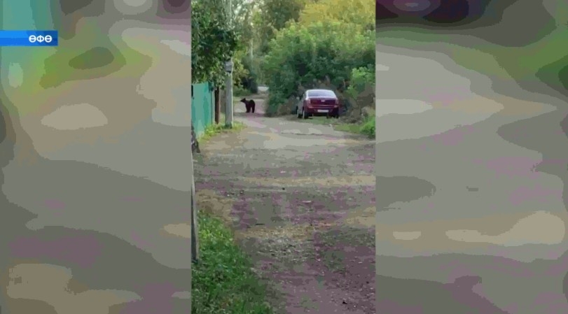 Баш ҡала урамдарына айыу сыҡҡан