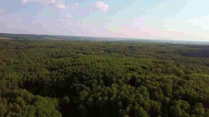 2025 йылдың 1 ғинуарынан Рәсәйҙә урман хужалығының яңыртылған дәүләт реестры эшләй башлай