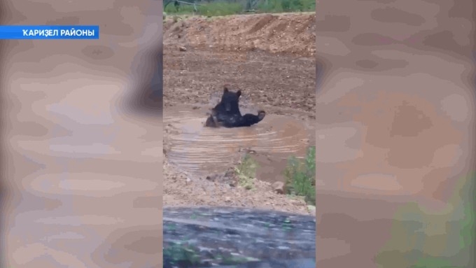 Башҡортостанда күләүектә һыу ингән айыуҙы күргәндәр