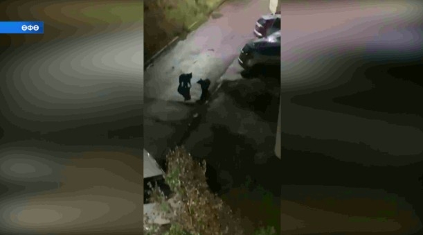 Баш ҡала урамдарында айыуҙар йөрөй