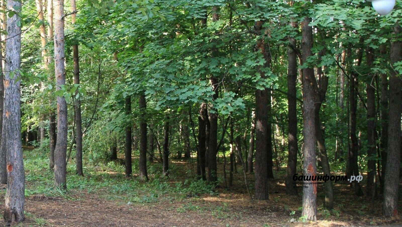 Республикала 23 сентябрҙә ағас ултыртыу буйынса берҙәм өмә үткәрелә