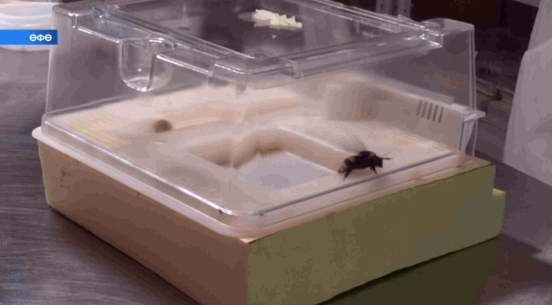 Рәсәй Ауыл хужалығы үҙәгенең Башҡортостан буйынса филиалы белгестәре эшсе иңкештәр үрсетә