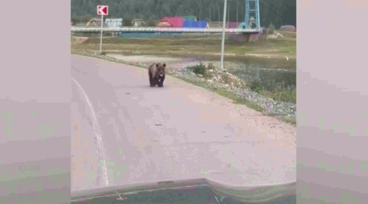 Башҡортостанда айыуҙар ауылдарға яҡынлаша башлаған