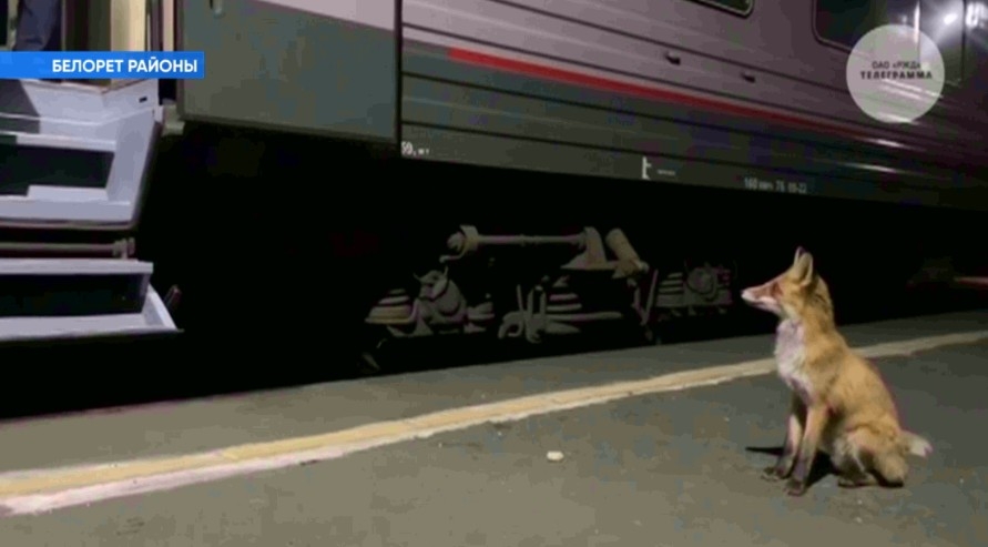 Төлкөләр ашарға эҙләп кешегә килә