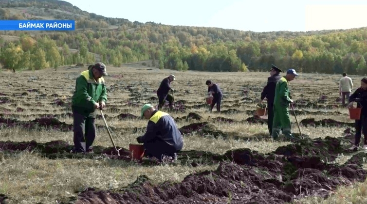 Республикала тирә-яҡты йәшелләндереү буйынса саралар дауам итә