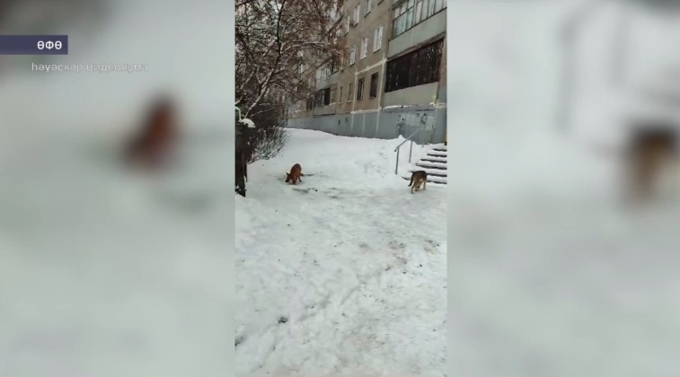 Өфөнөң Владивосток урамында йәшәүселәр берәҙәк эттәргә зарлана
