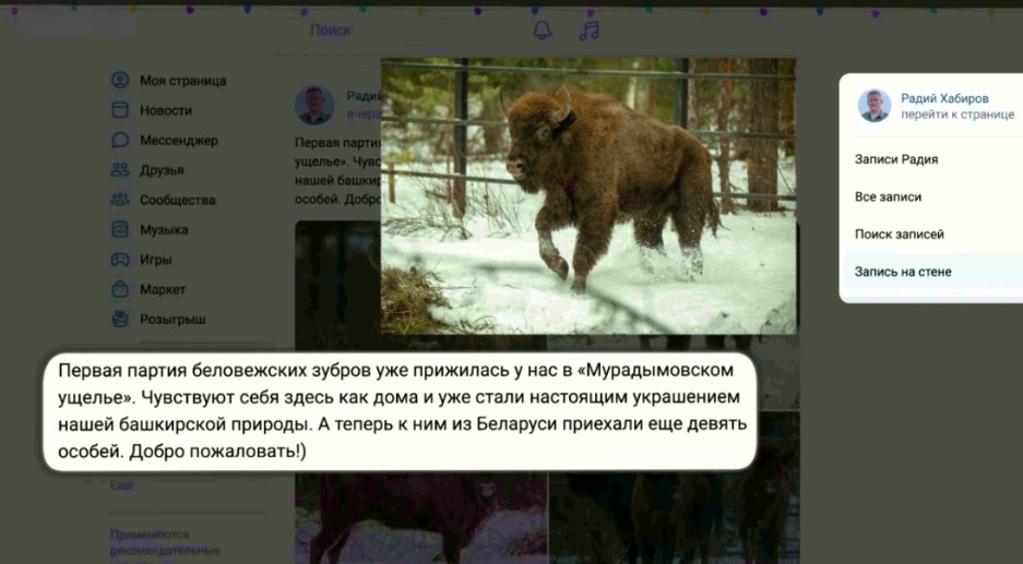 Белоруссиянан Башҡортостанға тағы ла туғыҙ зубр килтерелде