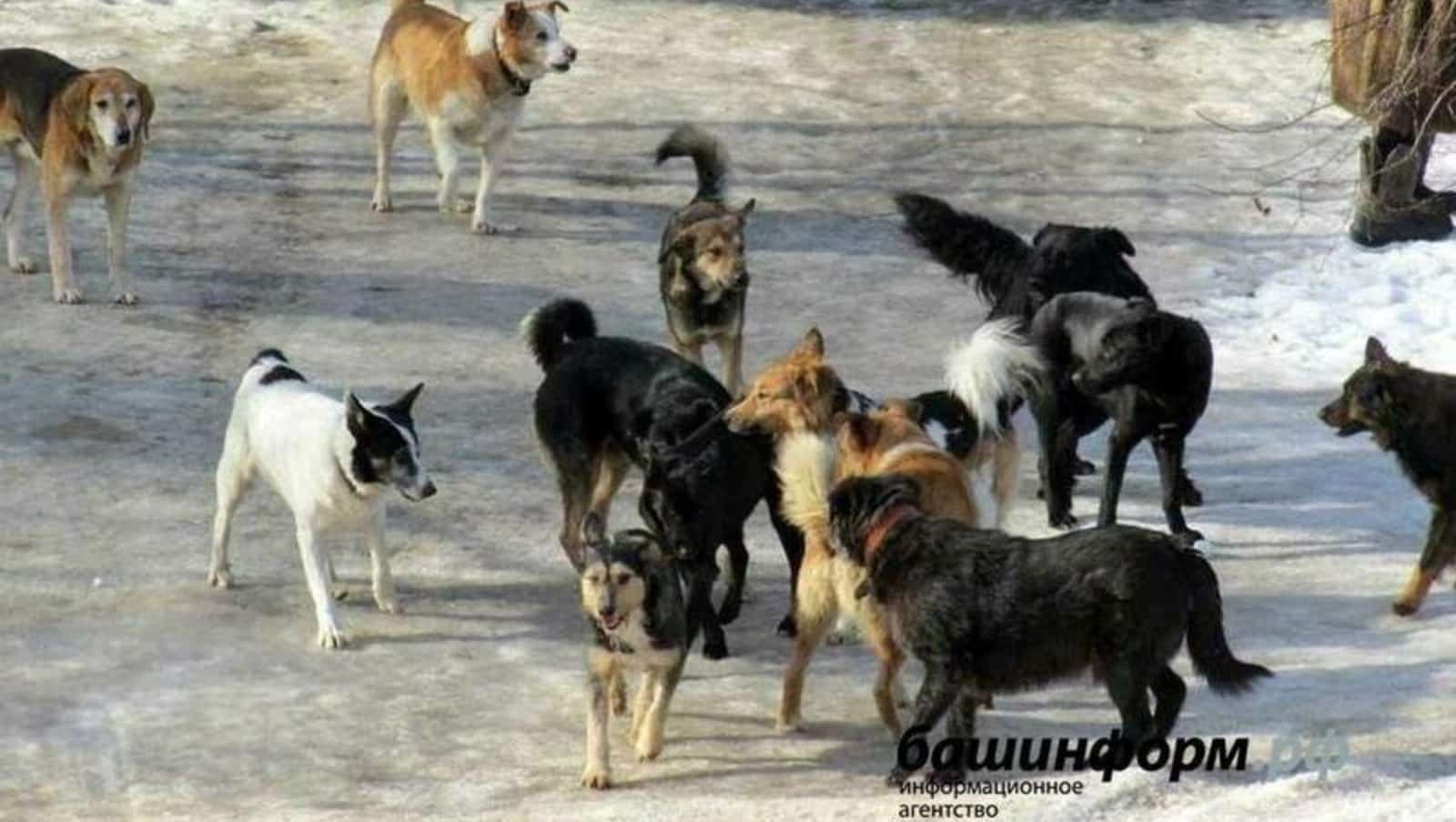 Башҡортостанда былтыр 17 меңдән ашыу берәҙәк эт һәм бесәй тотолған