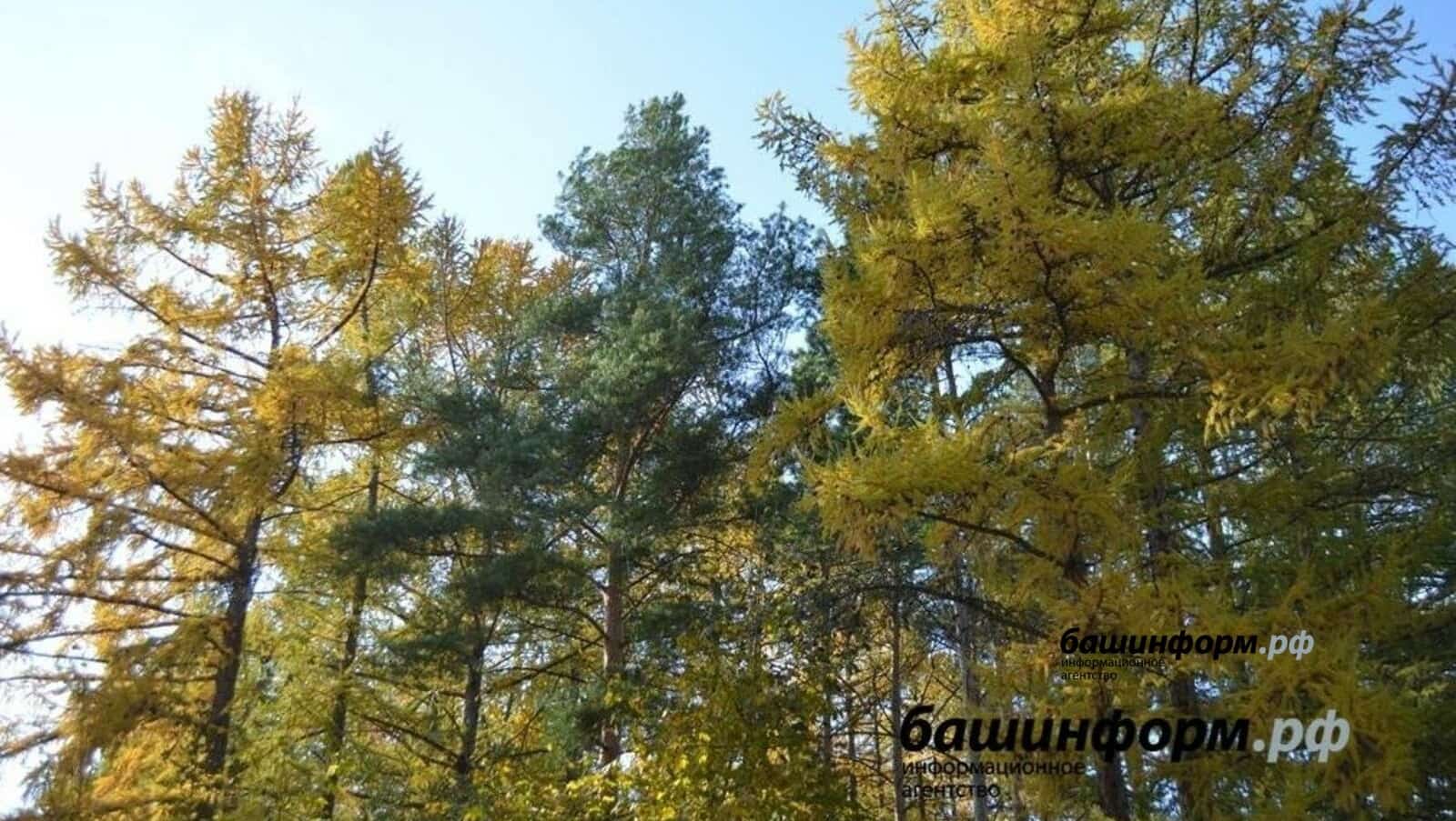 Башҡортостанда рөхсәтһеҙ ағас ҡырҡыу 42 процентҡа кәмегән