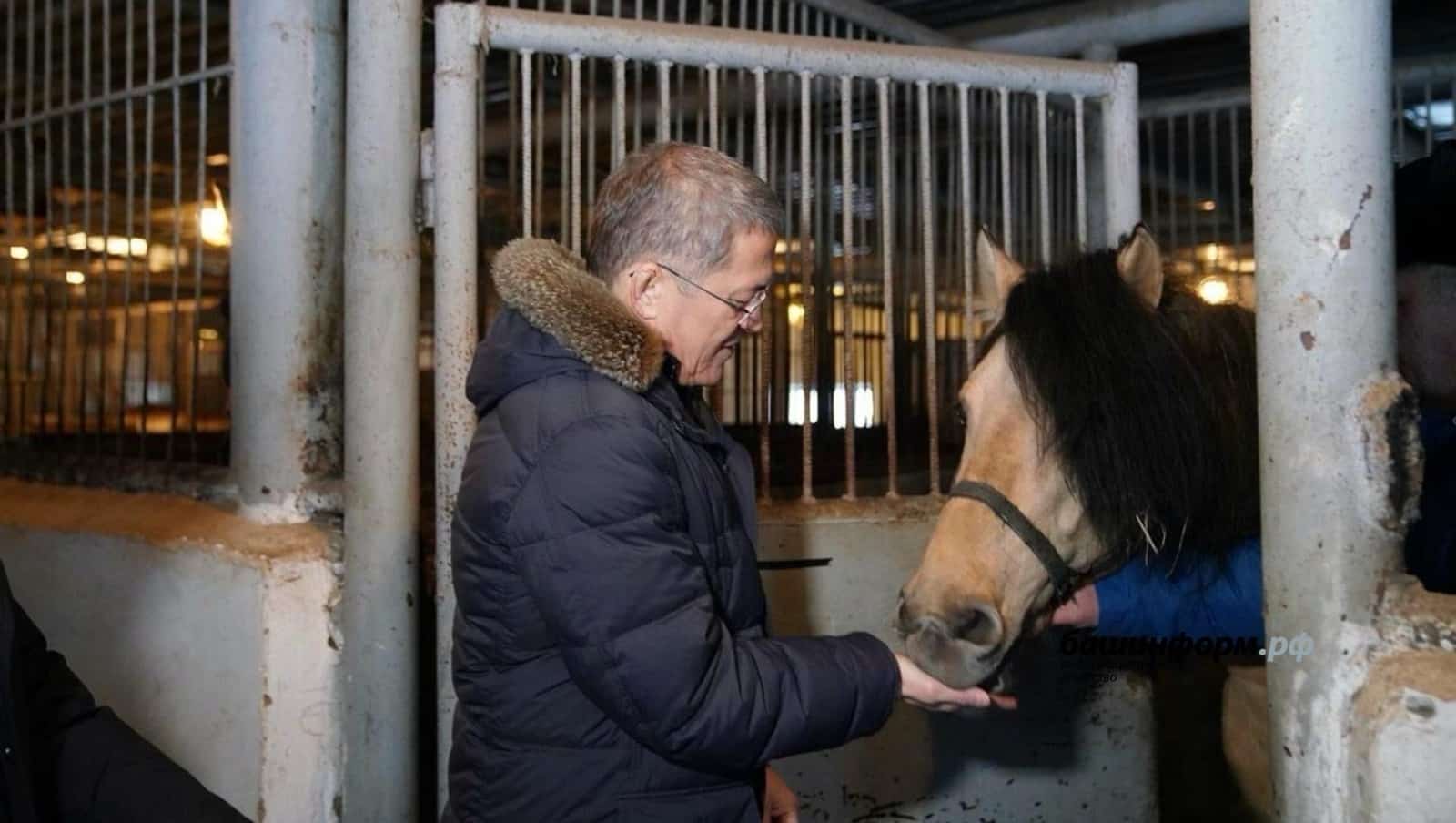 Башҡортостанда Йылҡысылыҡ үҙәге булдырыла