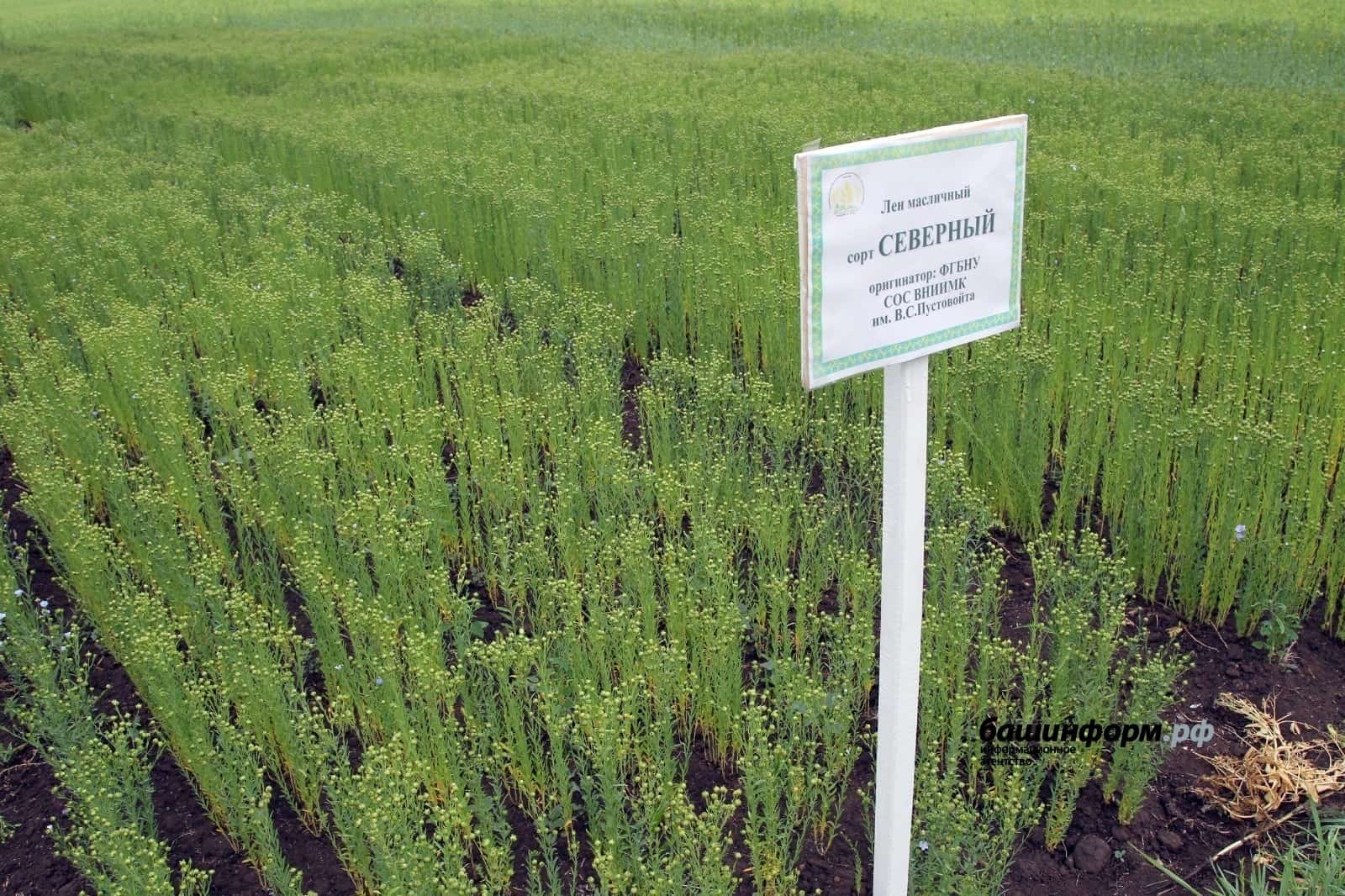 Башҡортостандан Европа һәм Азияға 2,5 мең тонна майлы етен оҙатылған