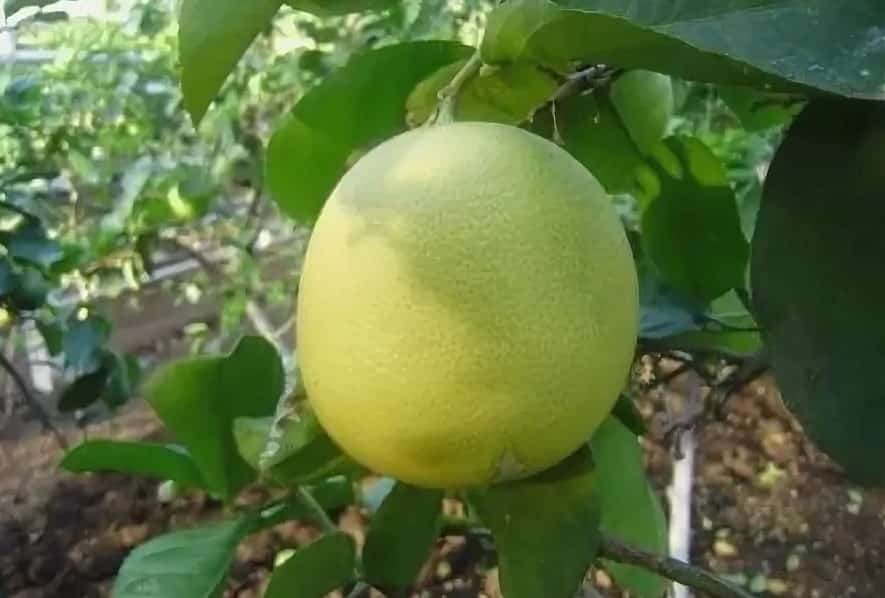 Башҡортостанда “Салауат” сәскә ата