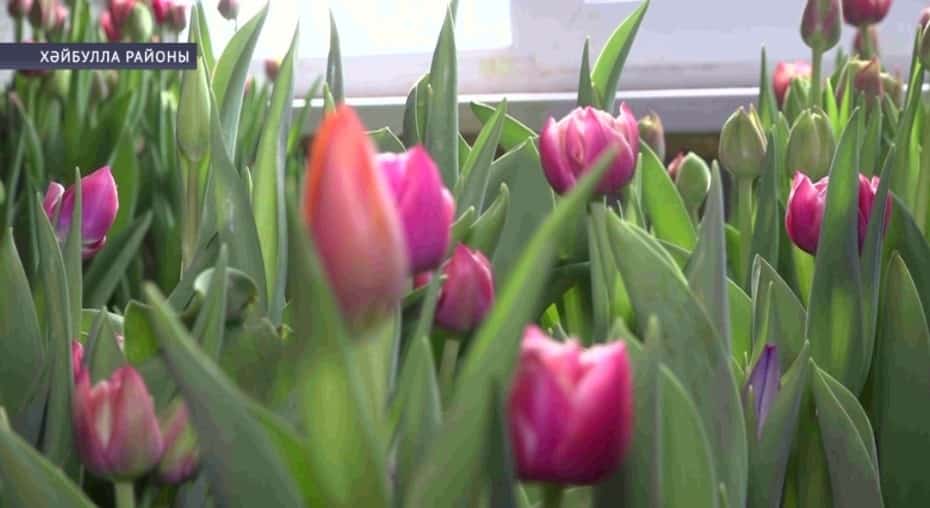 Хәйбулла районы Аҡъяр ауылында йәшәүсе Ҡолбулдиндар ғаиләһе ләлә сәсәкәләре үҫтереүгә тотонған
