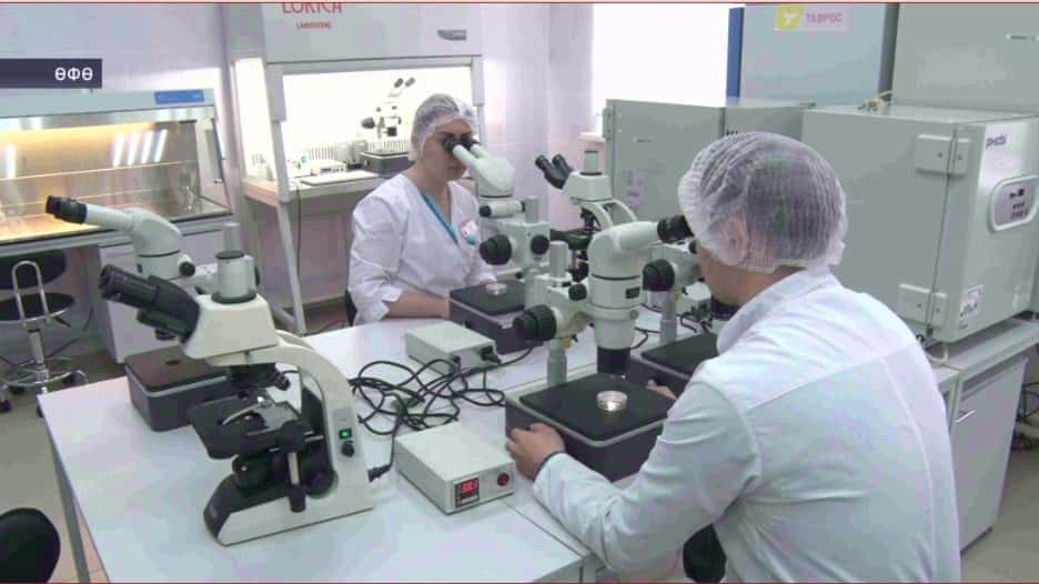 Башҡорт дәүләт аграр университеты Дания тоҡомло сусҡалар урынына үҙебеҙҙекен үрсетергә иҫәп тота