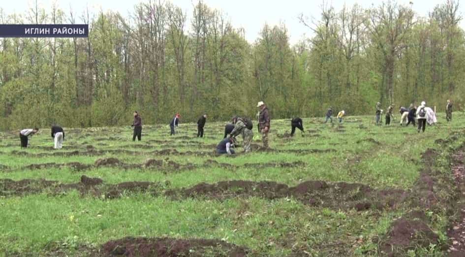 Иглин районы халҡы «Хәтер баҡсаһы» Бөтә Рәсәй экология һәм илһөйәрлек акцияһына ҡушылды