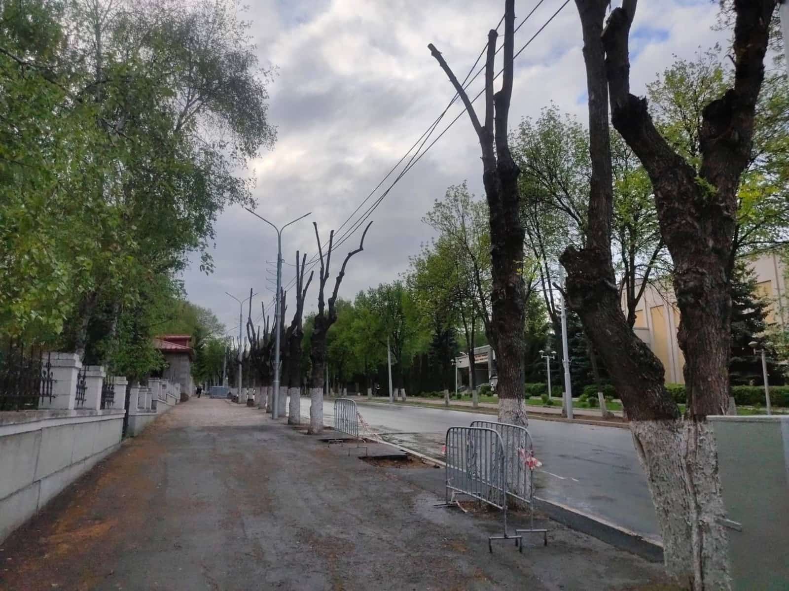 Өфөлә ҡороған сағандар урынына ҙур йүкәләр ултыртыла