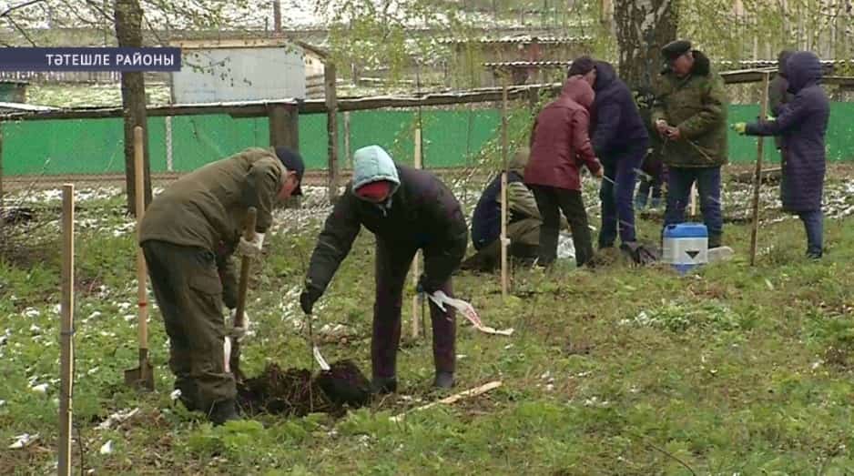 Тәтешле районының Сәүкияз ауылы халҡы алмағас үҫентеләрен ултыртты
