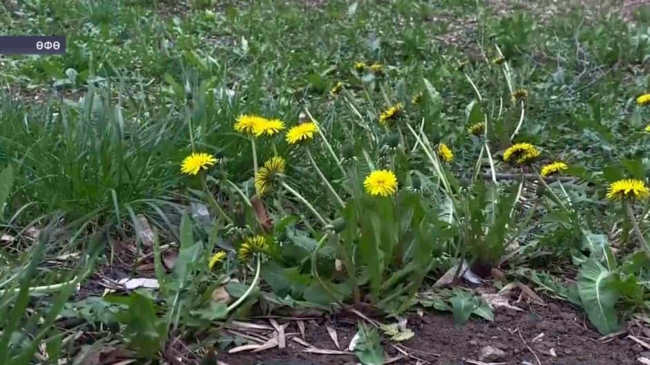 Синоптиктар республикала алдағы көндәрҙә лә урыны менән ҡырау төшөүе тураһында иҫкәртә
