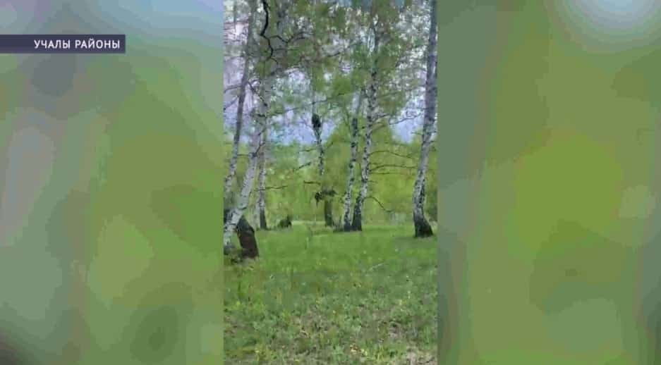 Республикала айыуҙарҙың кеше йәшәгән урынға яҡынлашыуы йыш теркәлә