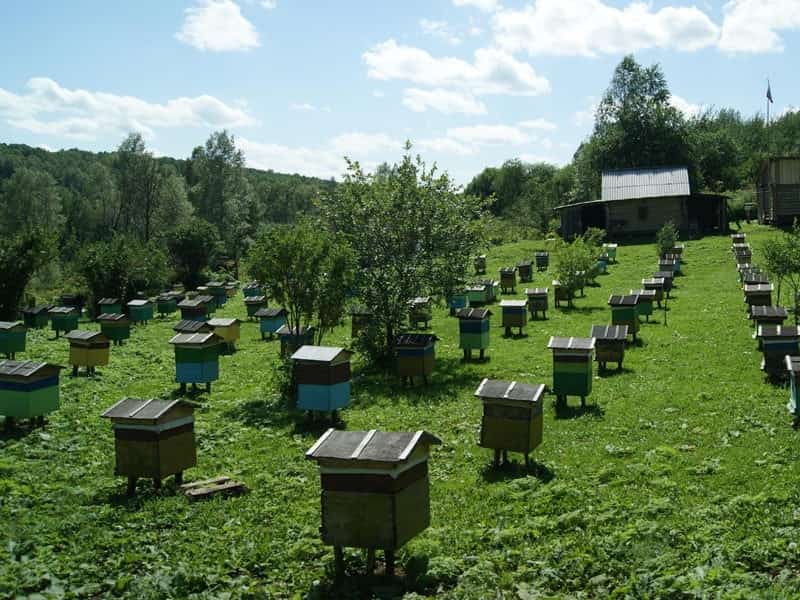 Башҡортостанда 420 миллион һумға бал эшкәртеү комплексы төҙөлә