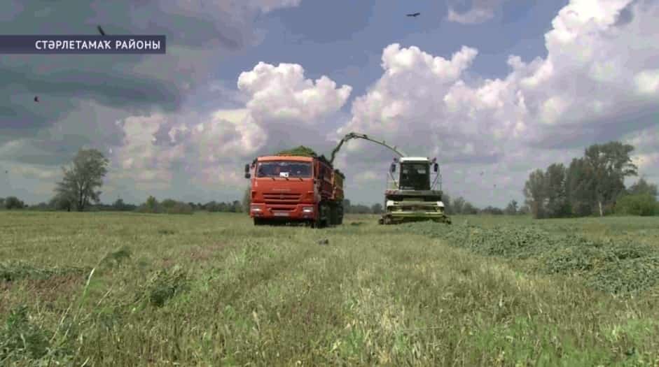 Республиканың 9 муниципалитет хужалыҡтары сенаж әҙерләүгә төшкән