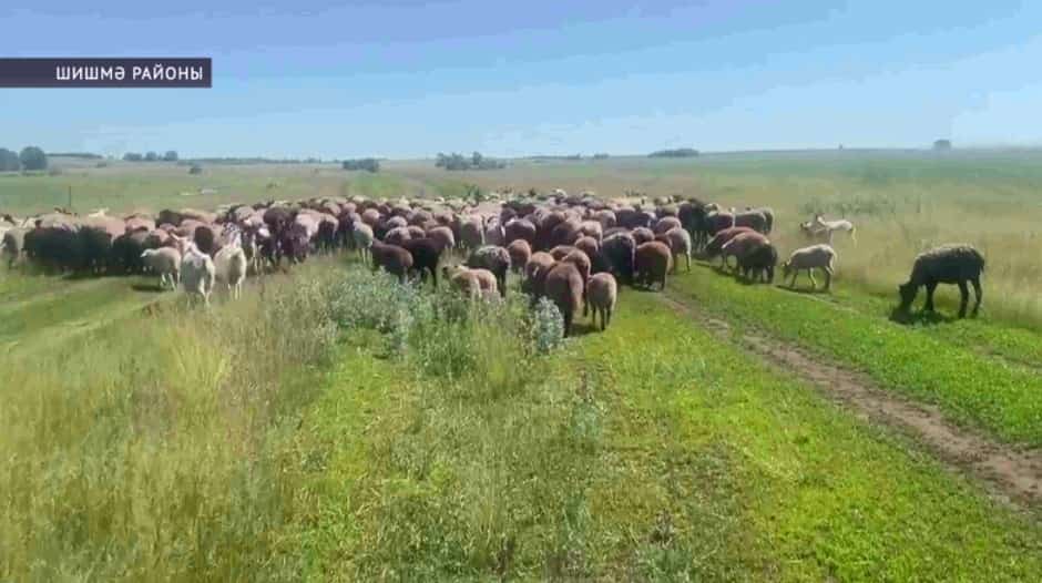 Башҡортостанда Ҡорбан байрамына әҙерлек бара