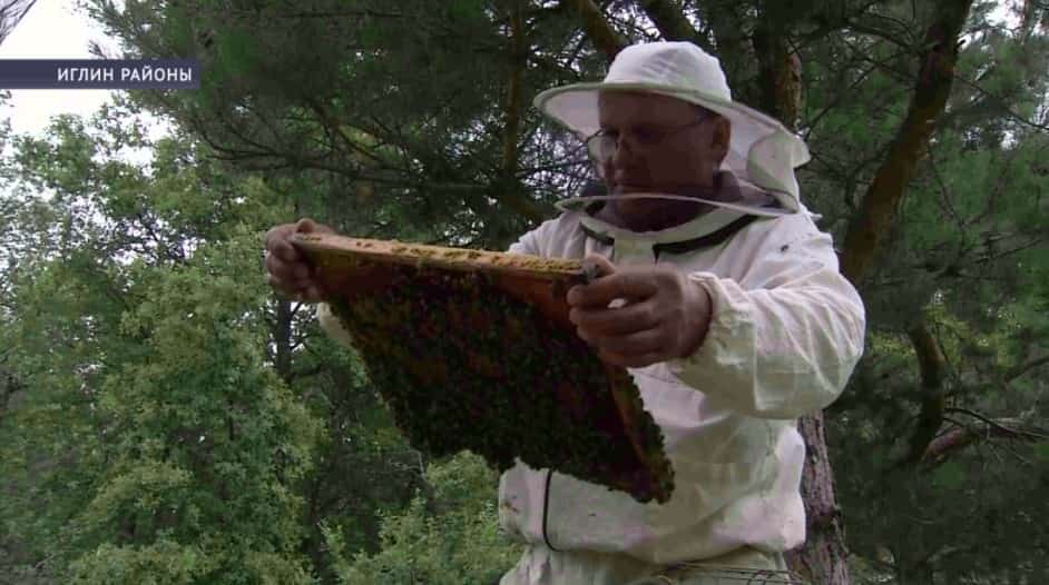 Башҡорт бал ҡорттары яҡлауға һәм һаҡлауға мохтаж
