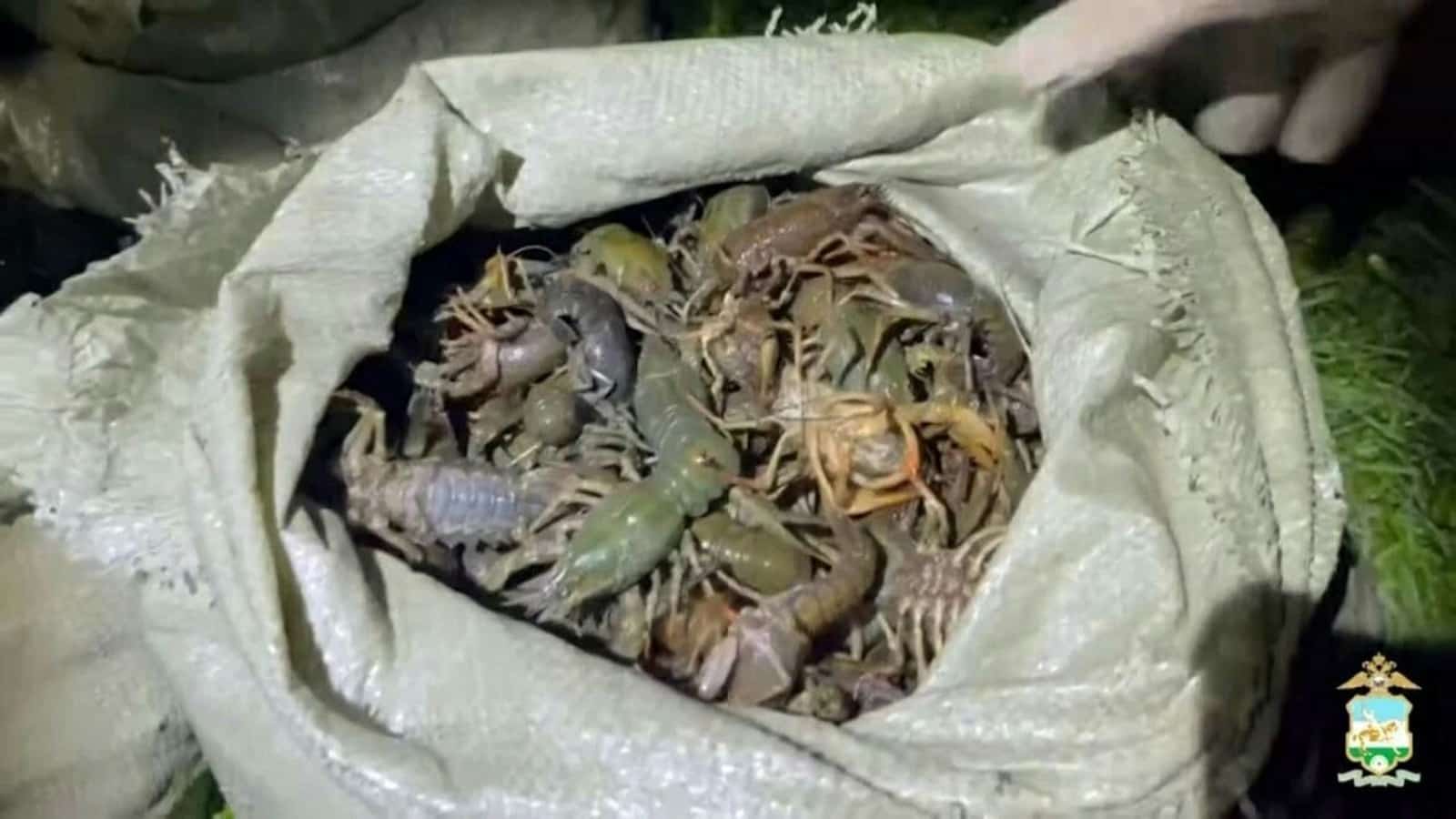 Краснокама районында рөхсәтһеҙ ҡыҫала аулаусы ҡулға алынған