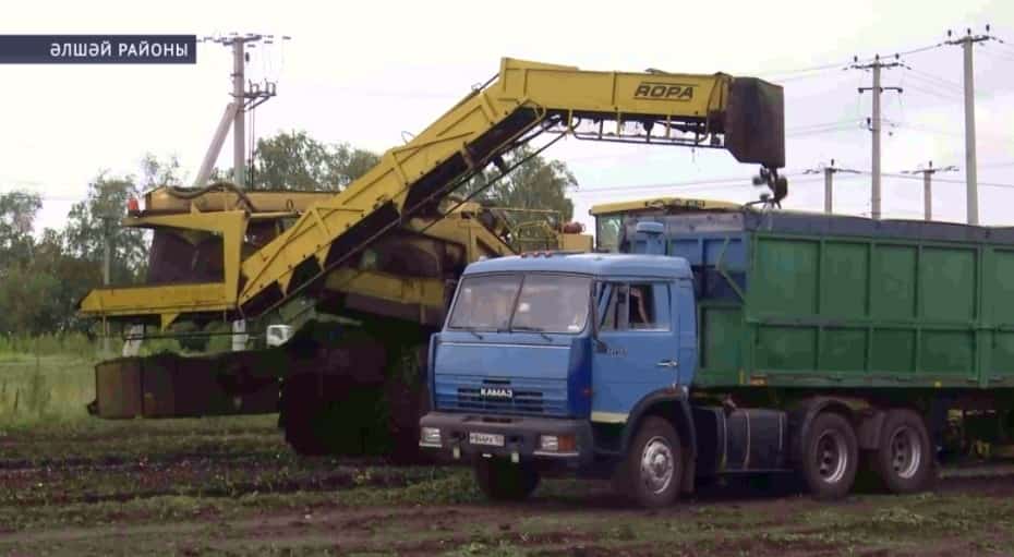 Әлшәй районы аграрийҙары шәкәр сөгөлдөрөн ҡаҙа башланы
