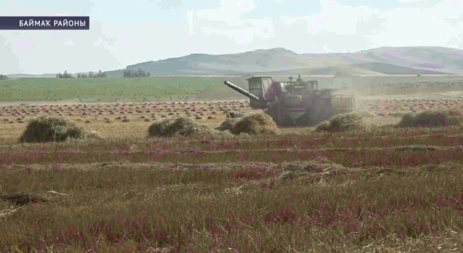 Баймаҡ районында ураҡ кампанияһы дауам итә