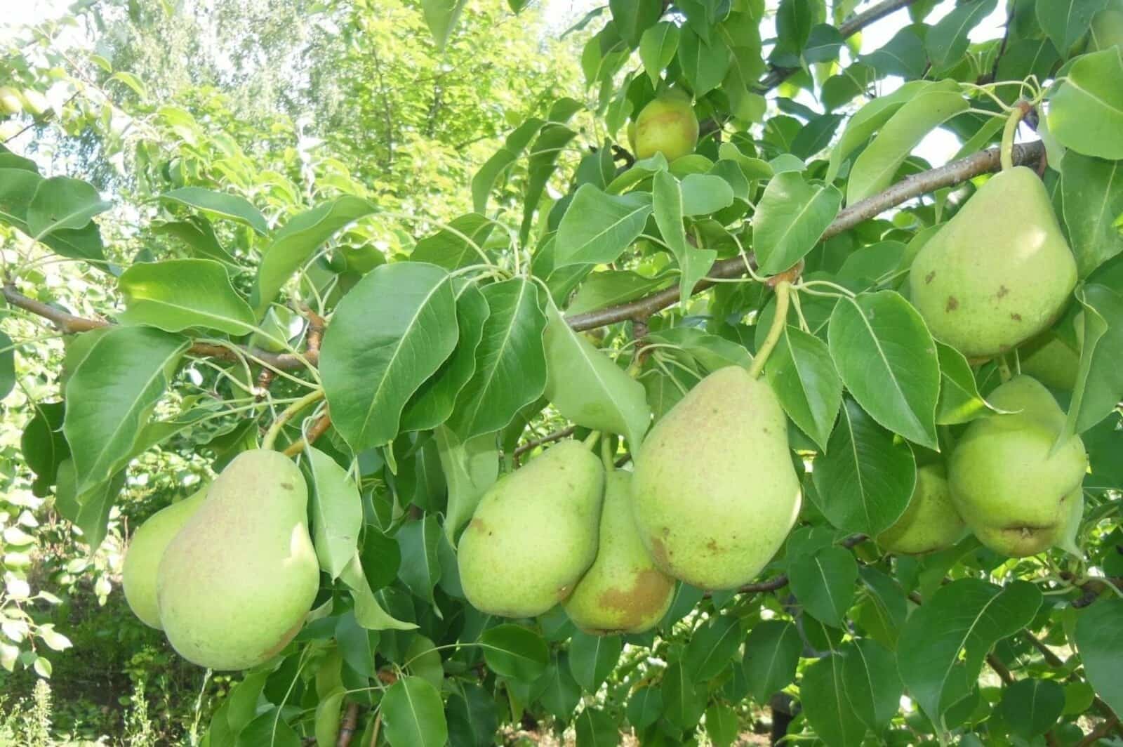 Республикала емеш ағастары арта