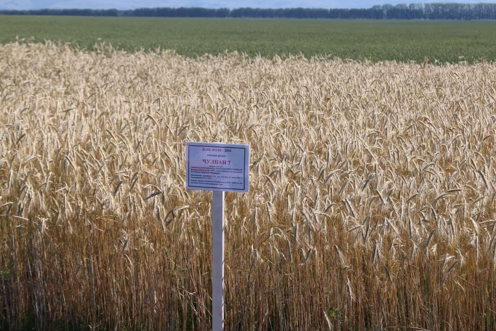 Башҡортостан хужалыҡтары 280 мең гектарҙа киләһе йыл уңышын страховкалаған