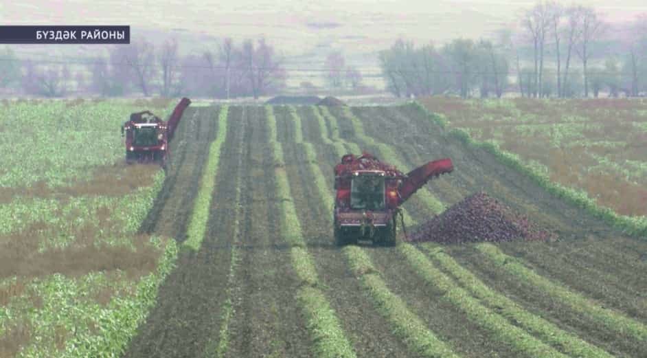 Республика аграрийҙары 32 мең гектар баҫыуҙан шәкәр сөгөлдөрөн ҡаҙып алған
