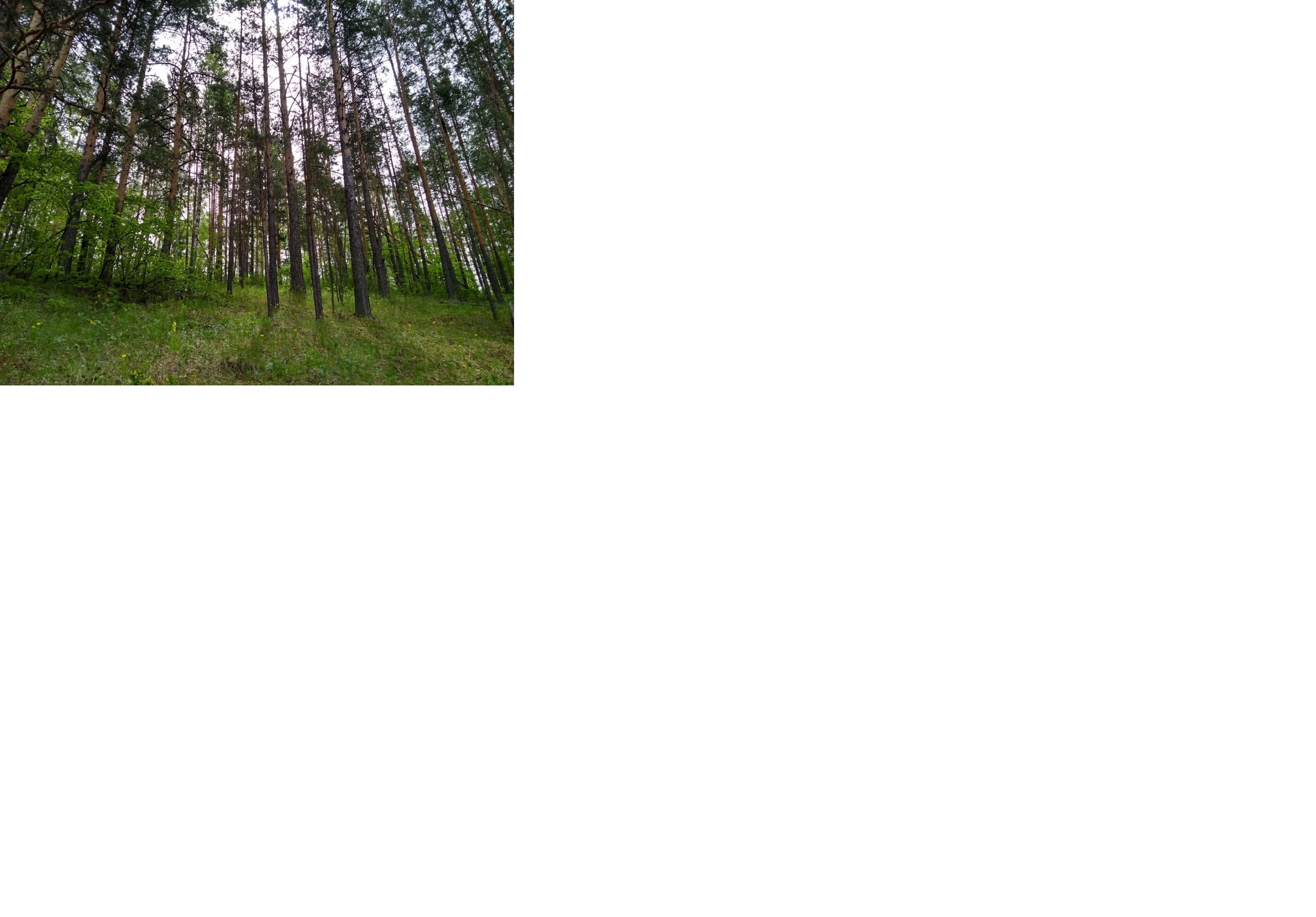 Өфөнөң төньяҡ өлөшөндә яңы урман барлыҡҡа килә