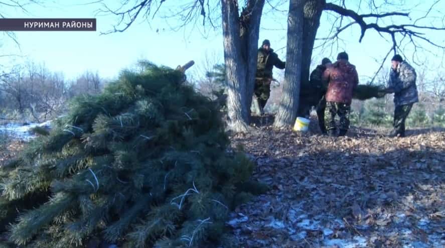Башҡортостандың урман хужалыҡтарында Яңы йылға әҙерлек башланды