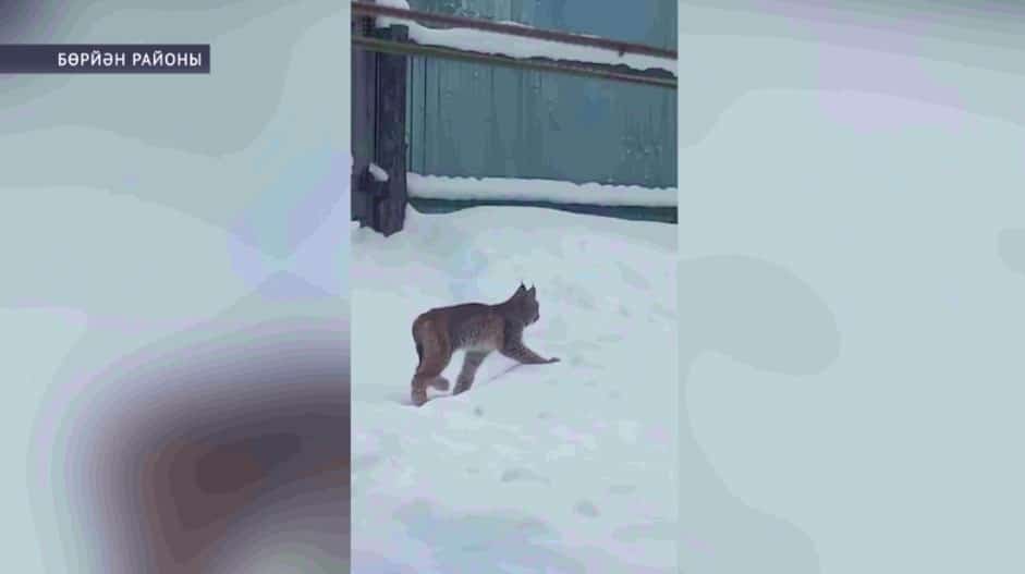 Бөрйән районындағы ауылға һеләүһен килгән