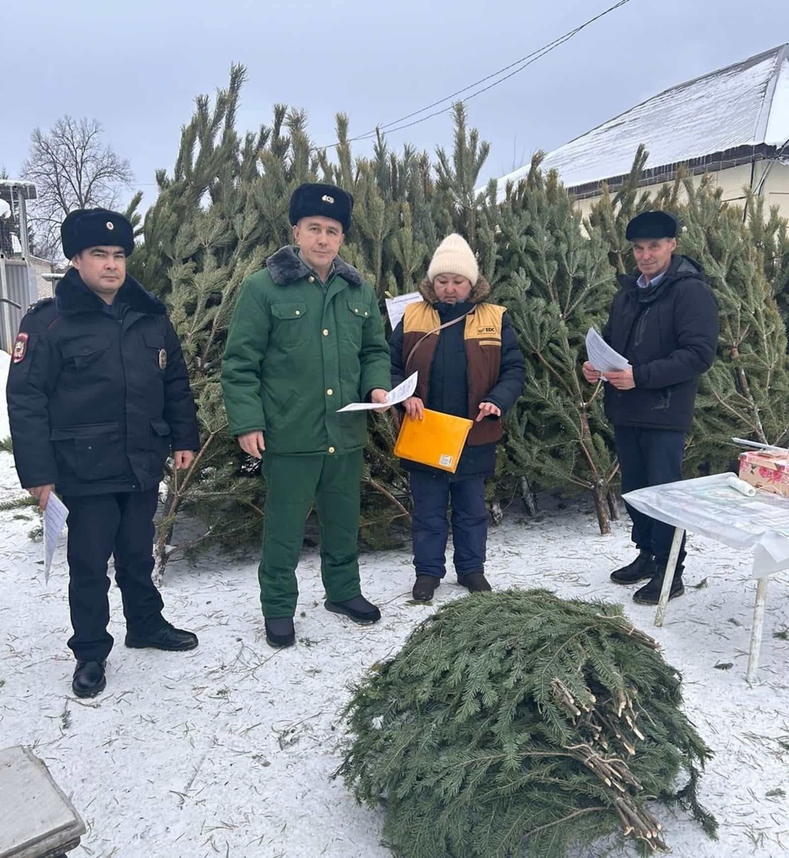 Башҡортостанда Яңы йыл алдынан 175 шыршыны рөхсәтһеҙ ҡырҡҡандар