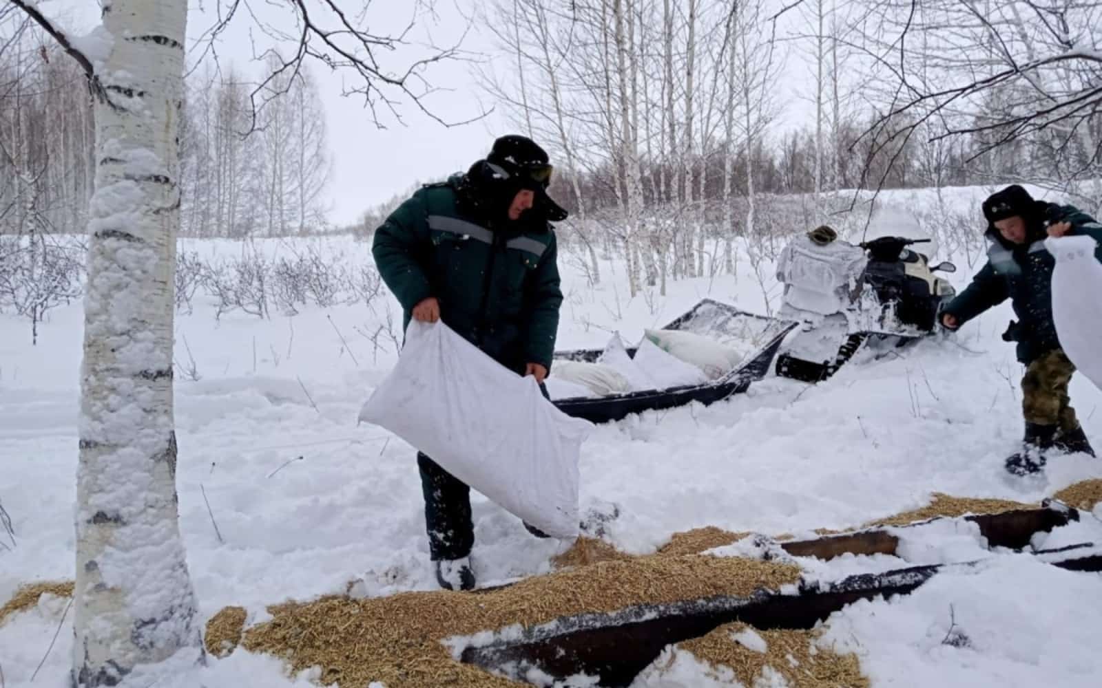 Республикала ҡырағай хайуандар өсөн 300 тонна аҙыҡ әҙерләнгән
