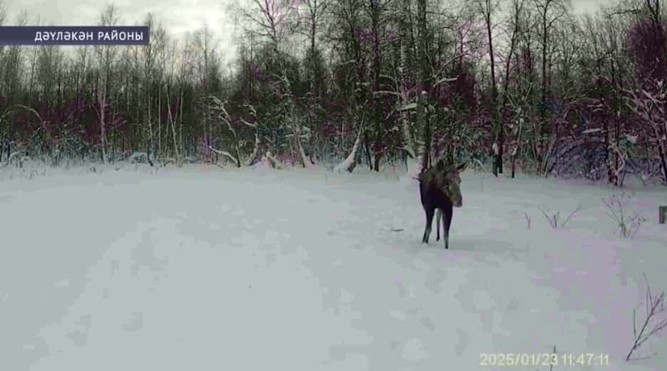 «Асылыкүл» тәбиғәт паркында фотоҡапҡанға мышы эләккән