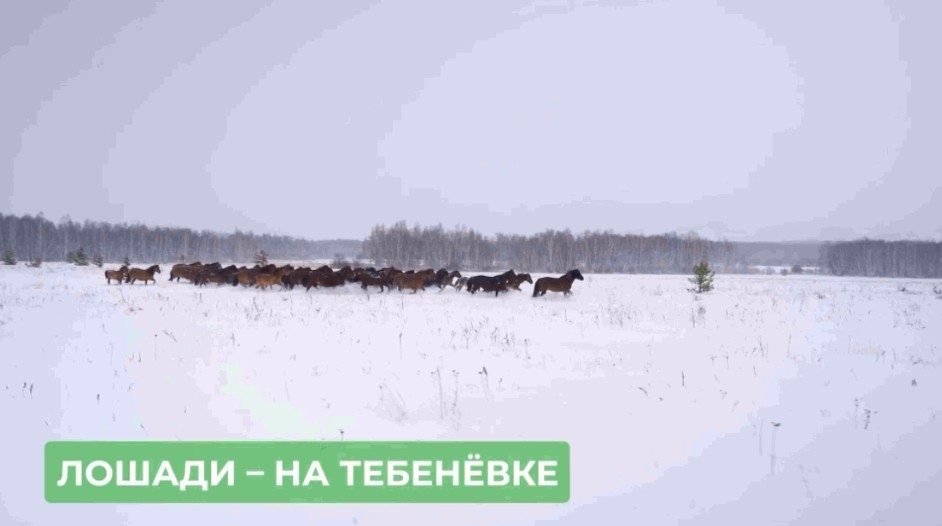 Радий Хәбиров: «Беҙҙең башҡорт аттары – тибендә!»