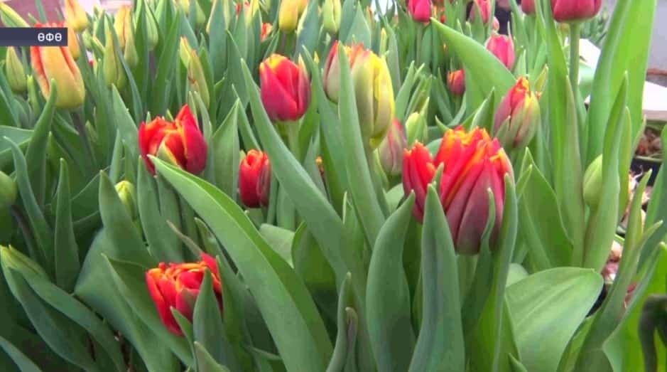 Быйылғы ҡыш сағыштырмаса йылы булғанға күрә, ләләләр ваҡытынан алда сәскә атҡан