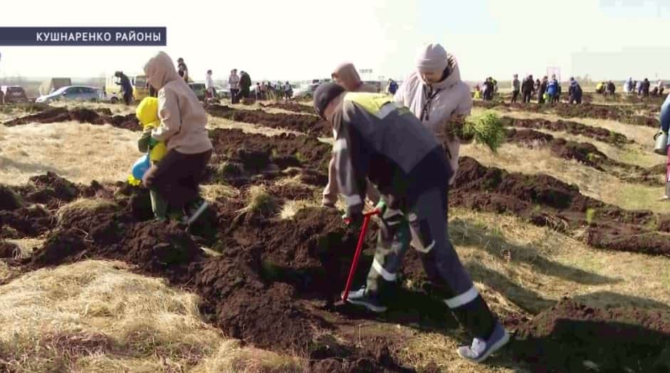 Кушнаренко районында «Хәтер баҡсаһы» акцияһы сиктәрендә ҡарағайҙар ултыртылды