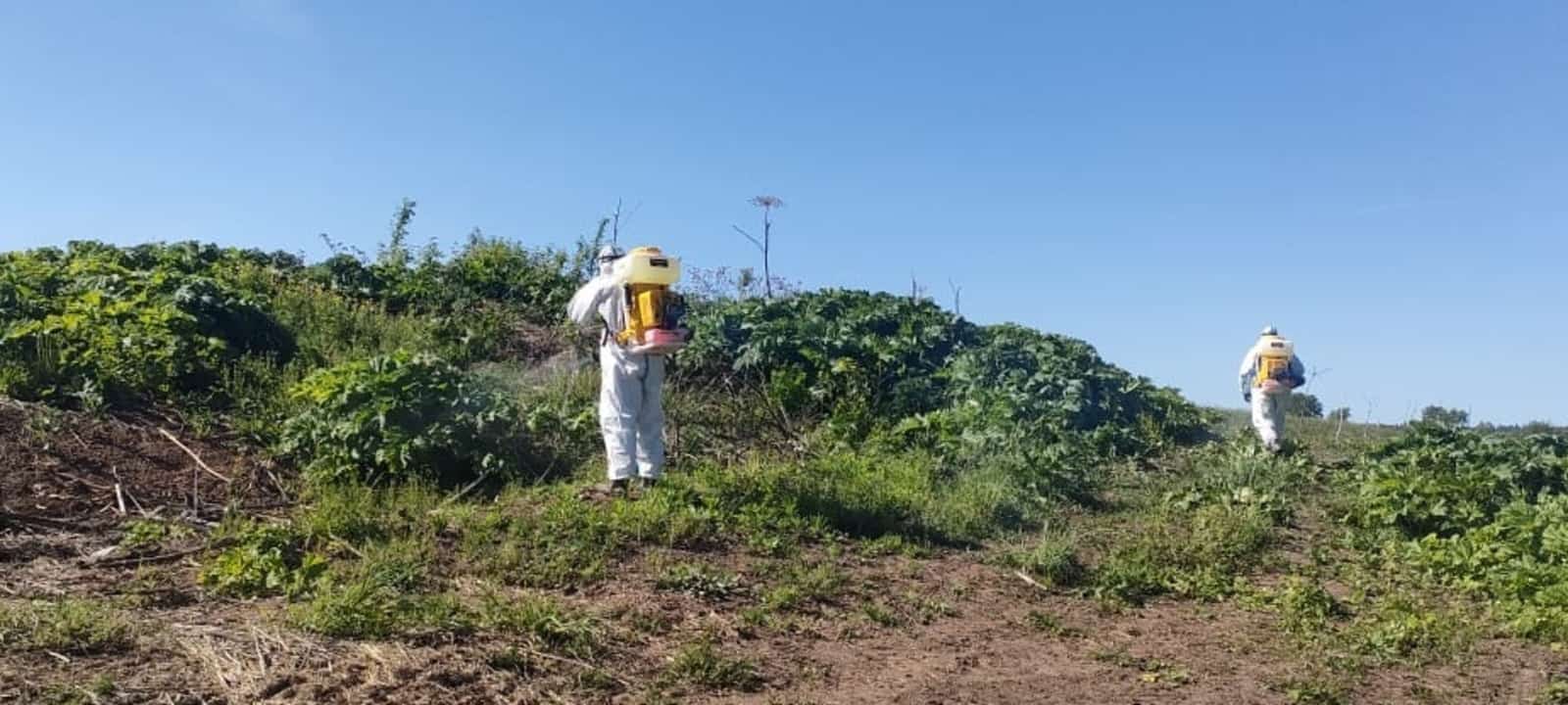 Башҡортостанда Сосновский балтырғаны менән көрәш башланды