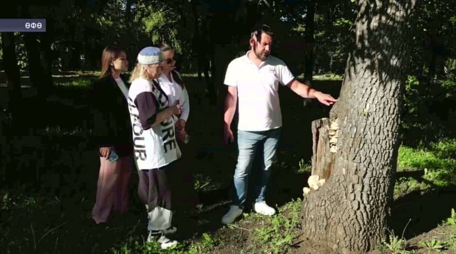 Июнь аҙағына тиклем Өфөнөң Ленин паркында ағас үҫентеләре тәртипкә килтереләсәк