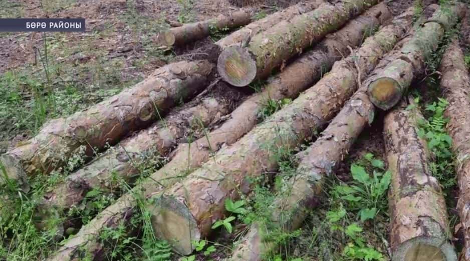 Башҡортостанда «Урман» операцияһы дауам итә