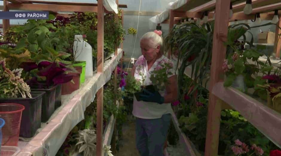 Өфө районынан Рима Мусина 70 йәштә ҙур күләмдә гөл-сәскә үҫтерә башлаған