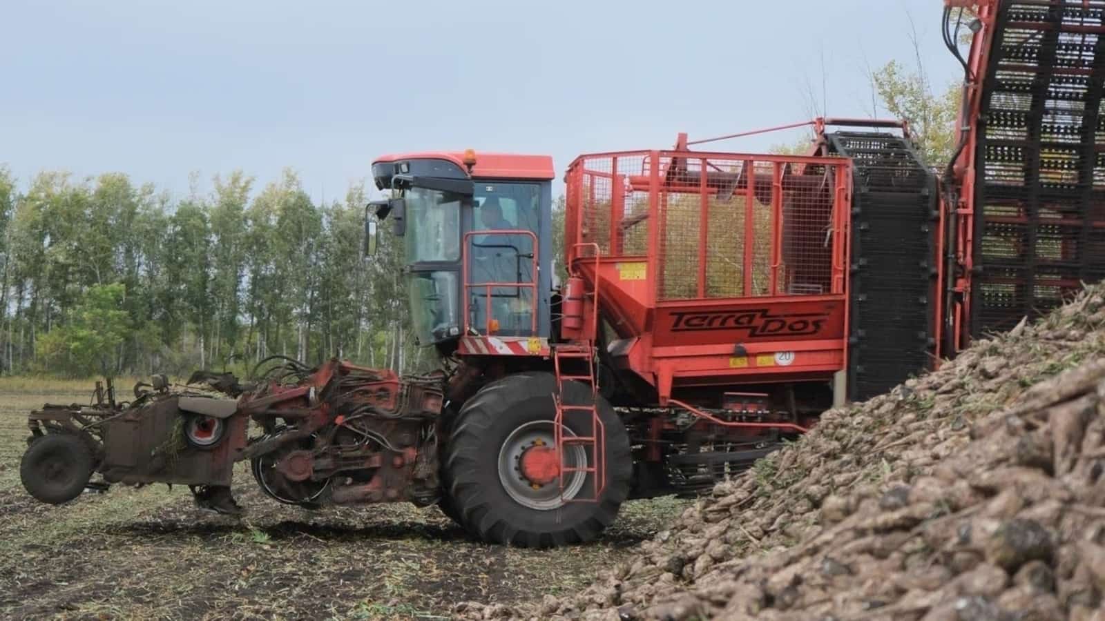 Башҡортостанда шәкәр сөгөлдөрөнән мул уңыш көтөлә