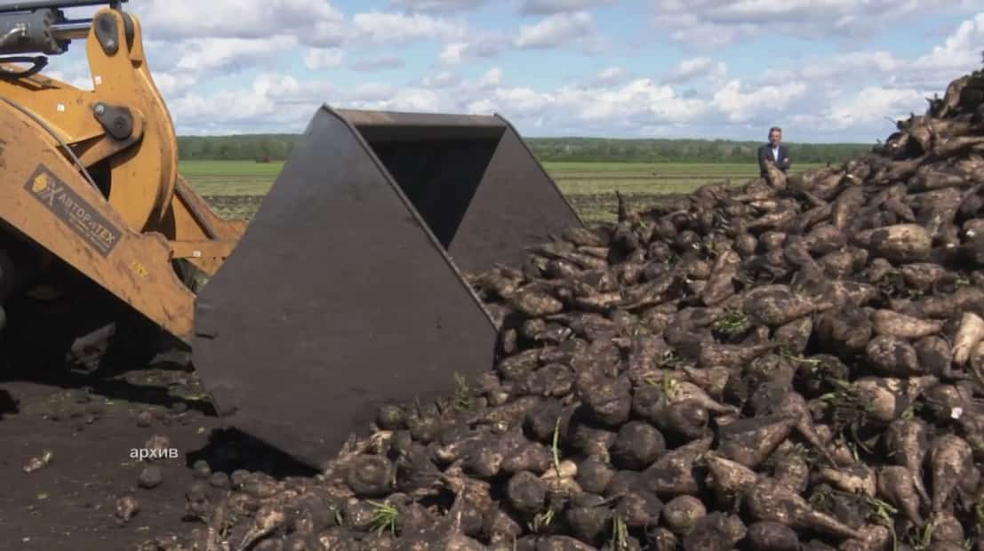 Республика аграрийҙары шәкәр сөгөлдөрө баҫыуҙарына сыҡты
